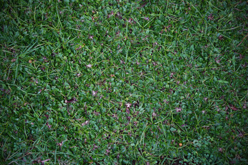 Obraz premium Top view of the green grass texture background in the garden