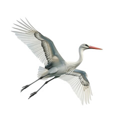 Obraz premium white stork flying