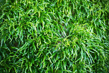 Green leaves background. Tropical foliage texture