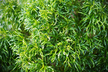 Green leaves background. Tropical foliage texture   