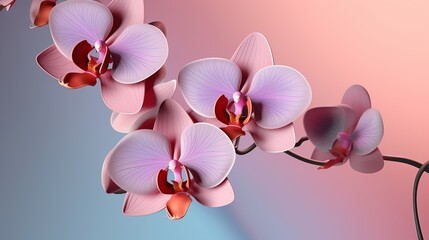 Orchids - obrazy, fototapety, plakaty