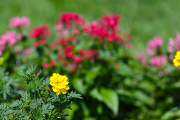 ピンクの花を背景に咲く黄色い花
