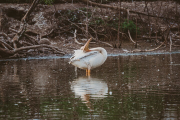Single Pelicans