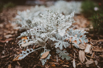White Plant Close Up