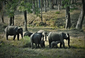 A herd of elephants with calves in Muthumalai tiger reserve, Tamilnadu, India 