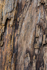 bark of a tree close up