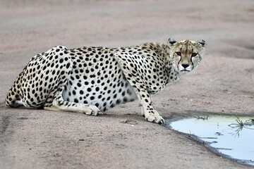 Gepard bewegt sich sehr elegant und sieht beim Trinken sein Spiegelbild