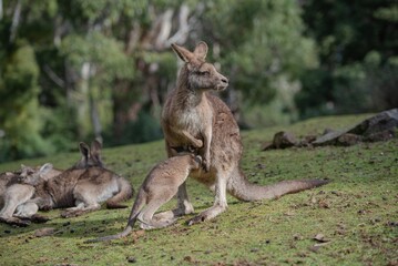 Kangaroo Nursing Joey
