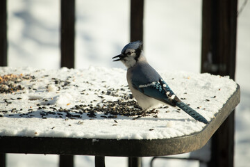 This blue jay came out to this white scene for some food. This beautiful bird is in the snow with...