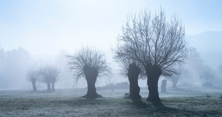 Dehesa de Fresnos (Fraxinus excelsior) pollards in the fog. Forest of the Blacksmith of San Lorenzo...