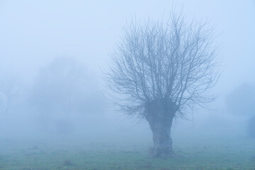 Dehesa de Fresnos (Fraxinus excelsior) pollards in the fog. Forest of the Blacksmith of San Lorenzo...