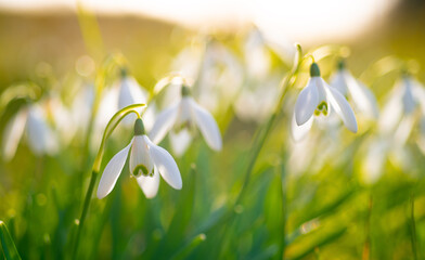 Snowdrop is a popular spring herald flowers with white petals in bright warm springtime sunlight...