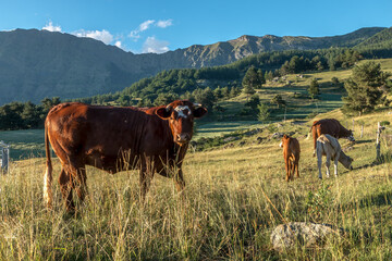 Vaches dans les pâturages près du Lac de Barbeyroux dans le Champsaur en été , Hautes Alpes...