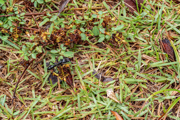 Giant Amazonian Ant in the Caatinga