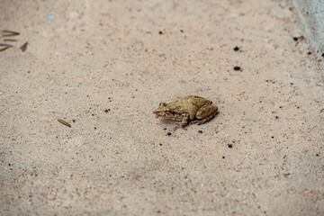 Scinax fuscovarius or snouted tree frog on the Caatinga in Brazil
