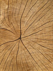 Fototapeta premium Old Tree Cross Section. Background and texture with space for text...