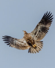 Eagle In Flight