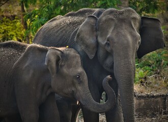 The elephant family from Muthumalai tiger reserve, TN, India