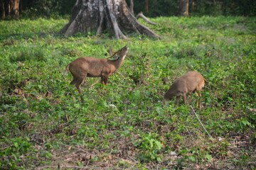 deer in the forest