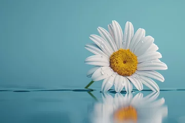 Fototapeten daisy flower on shiny blue surface with reflection © Miss V