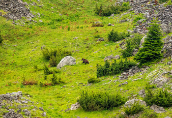 brown bear