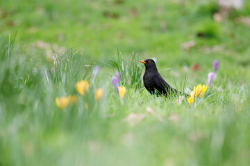 Merle noir dans l'herbe du parc Monceau