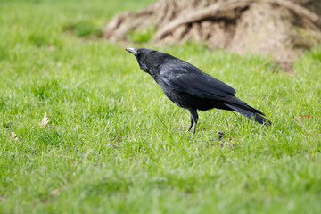 Gros plan d'une corneille dans l'herbe du parc Monceau