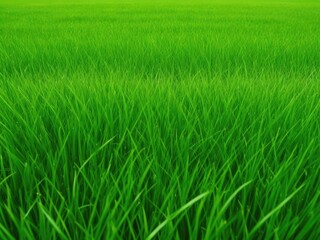 The texture of green grass covers the entire screen without unnecessary elements.