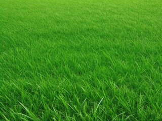 Obraz premium The texture of green grass covers the entire screen without unnecessary elements.