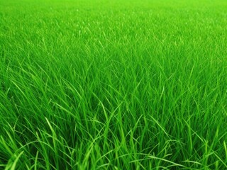 The texture of green grass covers the entire screen without unnecessary elements.