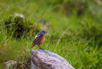 Common rock thrush 