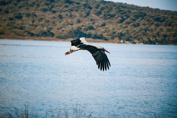 White stork (ciconia ciconia) in flight in a village.