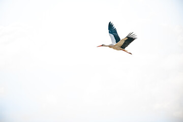 White stork (ciconia ciconia) in flight in a village.