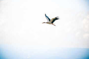White stork (ciconia ciconia) in flight in a village.