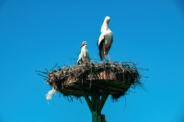 Storks nesting in the village of Eskikaraagac, Bursa © thehakanarslan