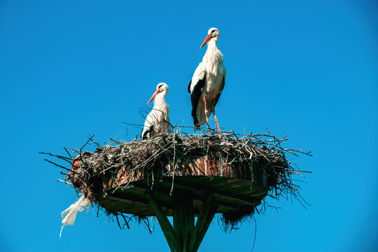 Storks nesting in the village of Eskikaraagac, Bursa