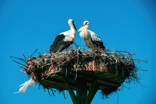 Storks nesting in the village of Eskikaraagac, Bursa