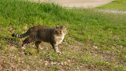 Large stout tom cat in green grass yard.