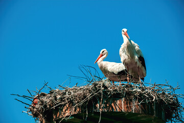 Storks nesting in the village of Eskikaraagac, Bursa
