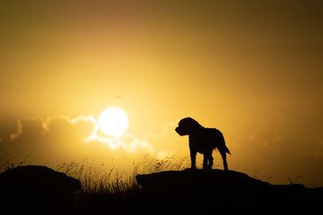 Fototapeta na wymiar the silhouette of a dog is seen against the sun at sunset