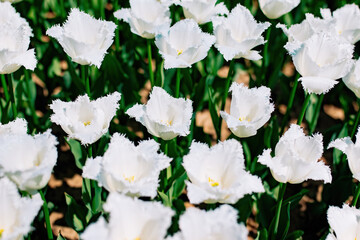 Fototapeta premium White tulips in the garden