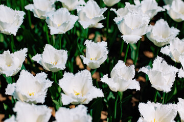 Fototapeta na wymiar White tulips in the garden