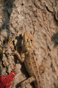 closeup of an Indian garden lizard (Calotes versicolor, 'girgit' in hindi)) crawling through tree trunk. THeor brown coloured skin makes them camouflage well in its surroundings.