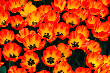 Colorful Spring tulips in the garden