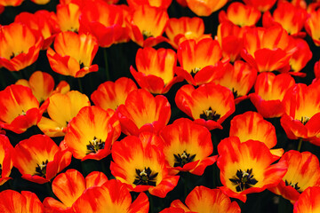 Obraz na płótnie Canvas Colorful tulip field with selective focus