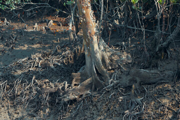 Sundarbans biosphere reserve: unique root systems of sundari tree (Heritiera fomes), that has adventitious aerial roots which grow upward, help mangrove plants to breath in this saline environment.