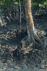 Sundarbans biosphere reserve: low lying mud land with thick canopy of sundari trees (Heritiera fomes), have adventitious aerial roots that grow upward, help plant in breathing in saline environment.