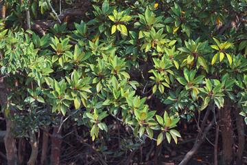 lush green branches of sundari trees (Heritiera fomes), dominant plant species the form the world's...
