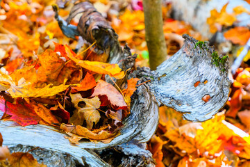 Abstract colourful nature decay beauty
