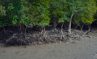 Sundarbans biosphere reserve: low lying mud land with thick canopy of sundari trees (Heritiera fomes), have adventitious aerial roots that grow upward, help plant in breathing in saline environment.